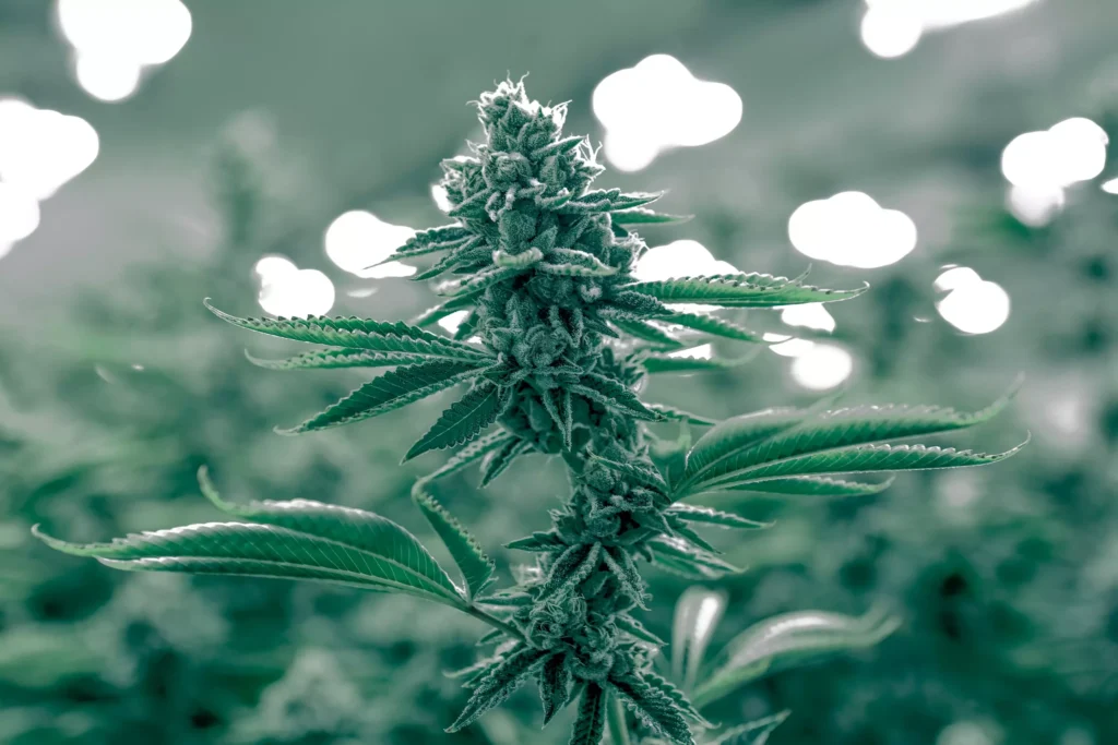 weed